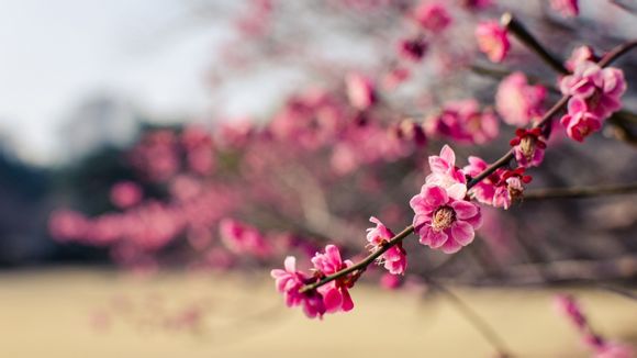 井冈山的具体地址在哪里